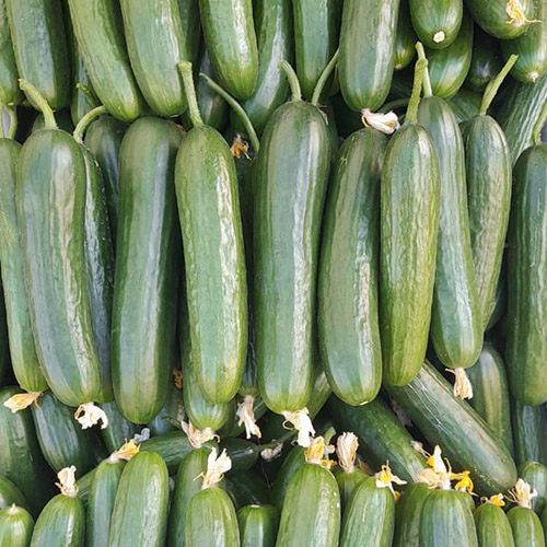 Cucumber