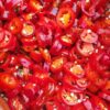Sliced Red Jalapeno Pepper