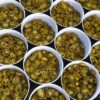5 Sliced Green Jalapeno Pepper